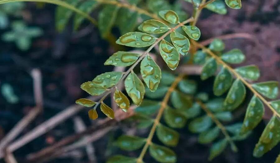 Exploring the Marvels of Curry Leaves: From Flavorful Delights to Health Benefits