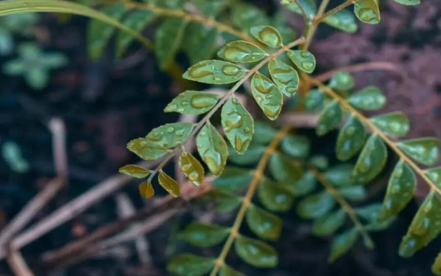 Exploring the Marvels of Curry Leaves: From Flavorful Delights to Health Benefits