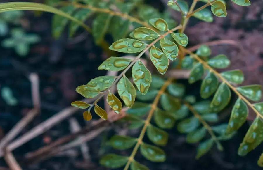 Exploring the Marvels of Curry Leaves: From Flavorful Delights to Health Benefits