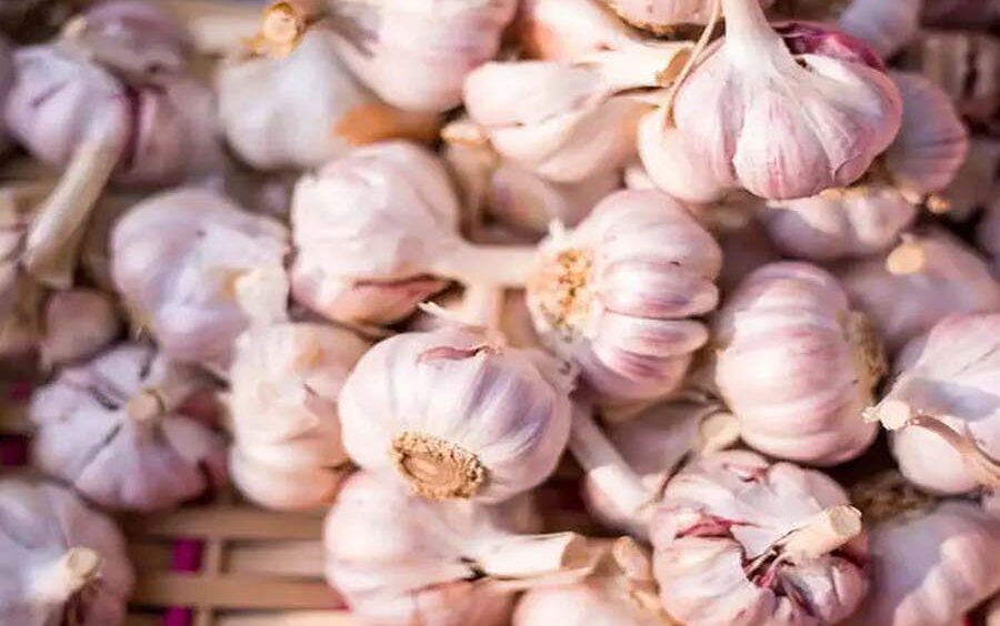 Garlic: A Flavorful and Nutritious Essential